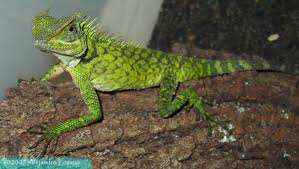 ACANTHOSAURA CAPRA (DRAGON DE BOSQUE)