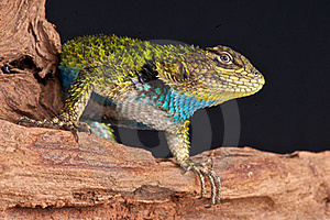 LAGARTO ESMERALDA
