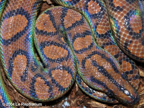BOA ARCOIRIS  (chencria chencria)