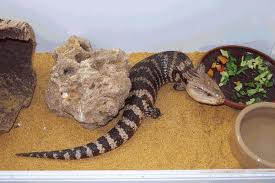 TILIQUA SCINCOIDES