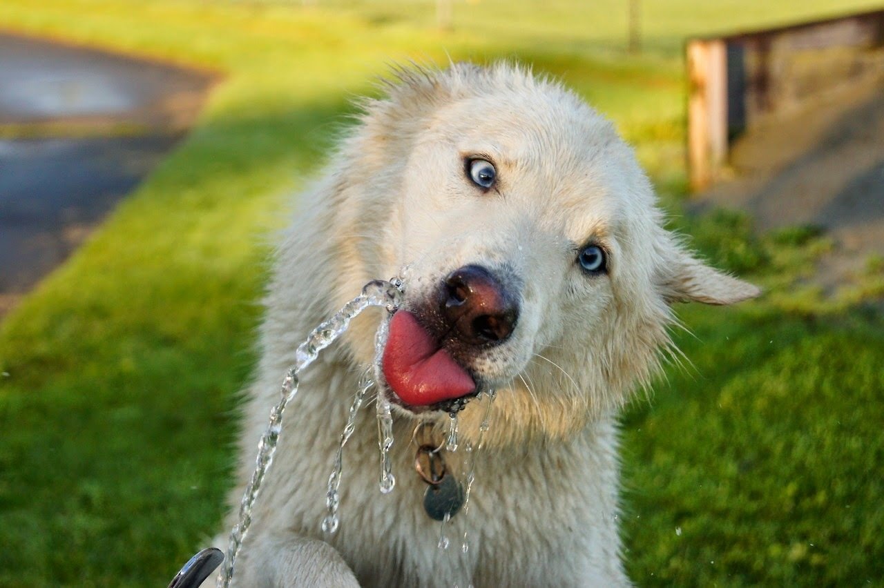 Sub-woofer