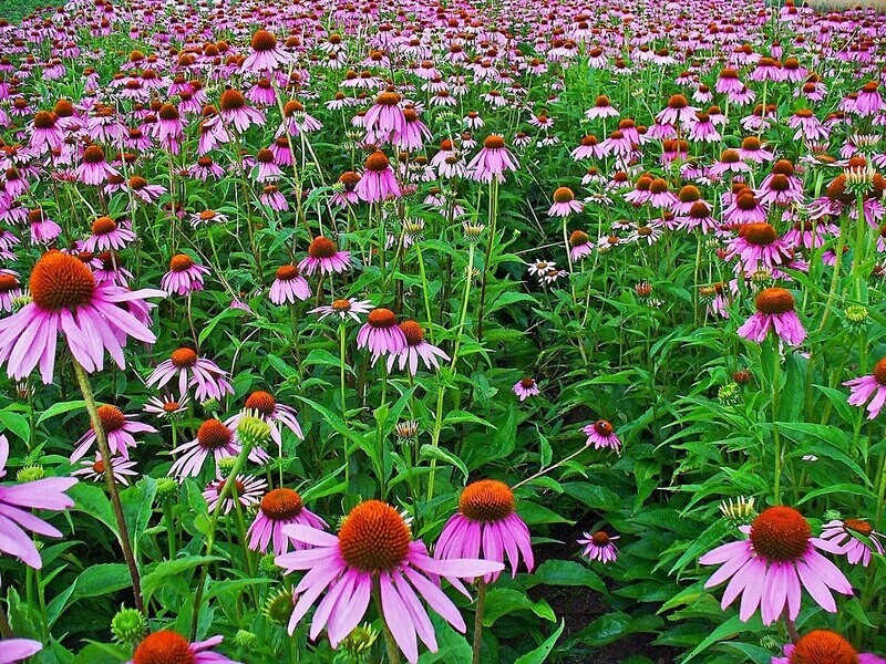 ECHINACEA PURPUREA HERB C/S ORGANIC