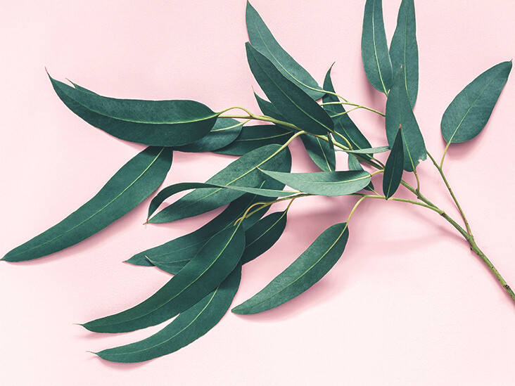 EUCALYPTUS LEAF C/S