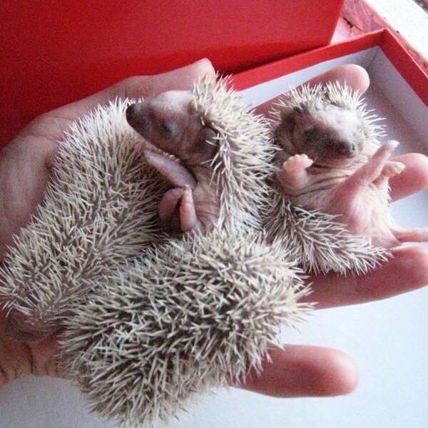 Beautiful hedgehog kits available