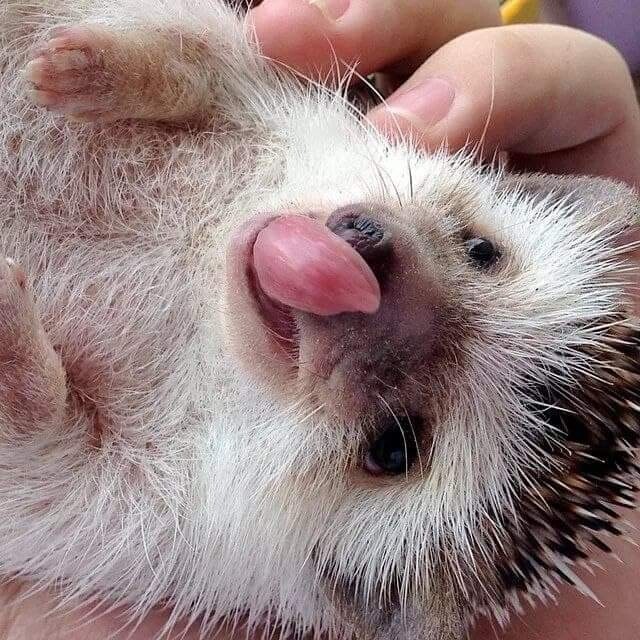 Cute and playful male hedgehog 