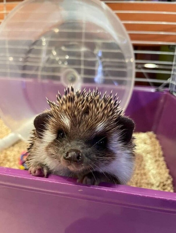 Cute African pygmy hedgehog