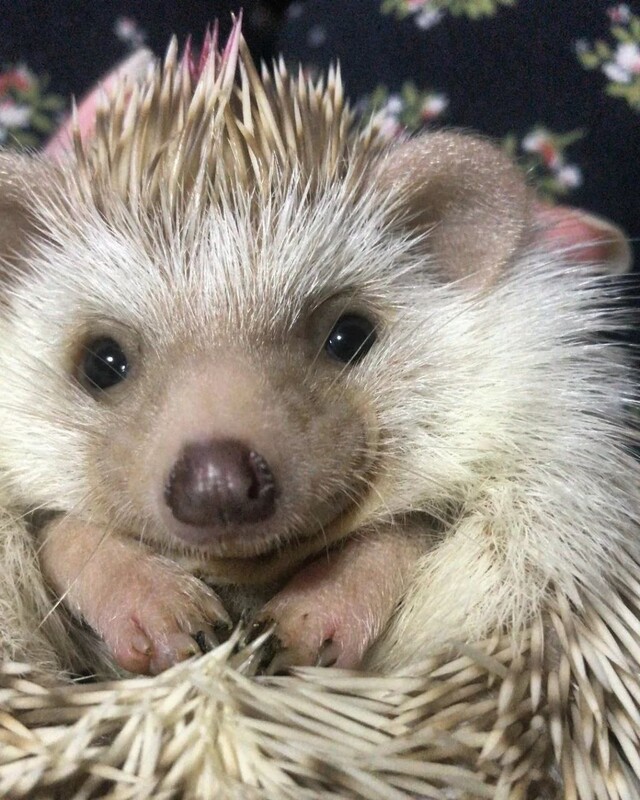 African pygmy hedgehog available