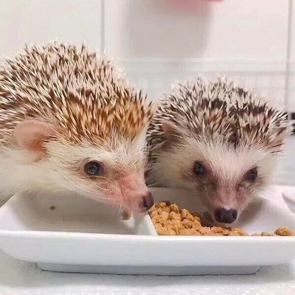 Hedgehog & Kits For Rehoming