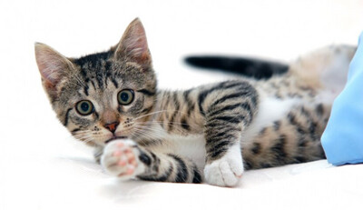 GATO