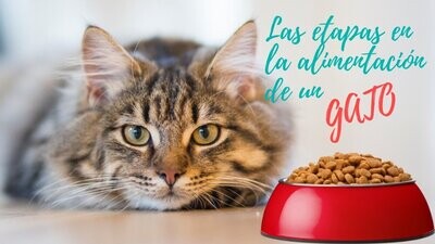Alimento Seco
