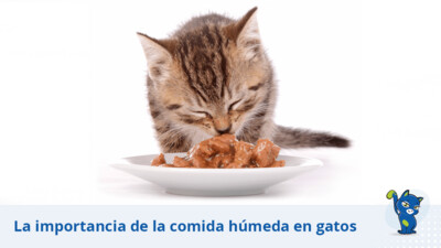 Alimento Húmedo