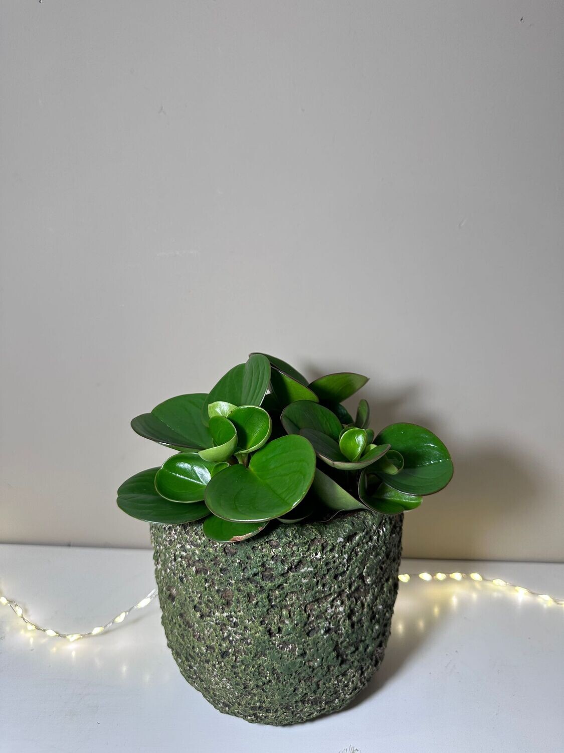 PLANTE PEPEROMIA