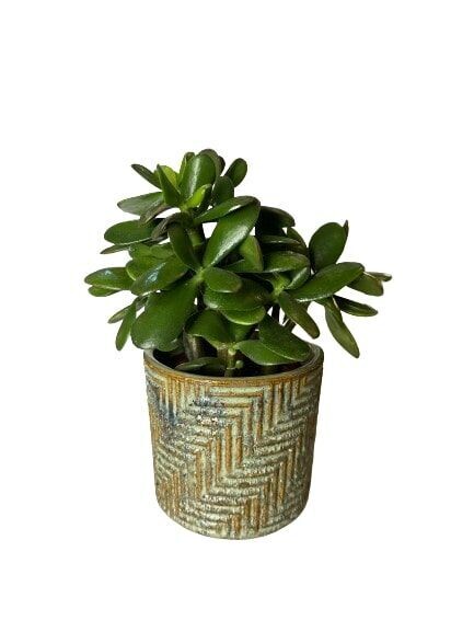 PLANTE N°6