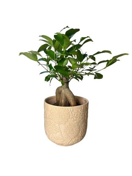 PLANTE °2