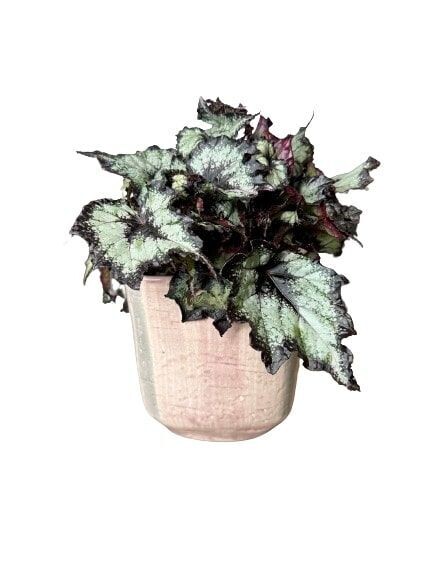 PLANTE N°1