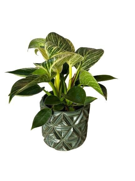 PLANTE N°5