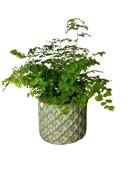 PLANTE N°3