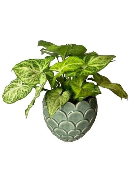 PLANTE N°4