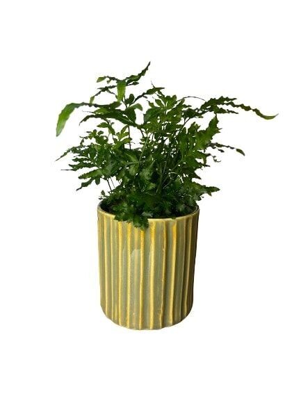 PLANTE N°7