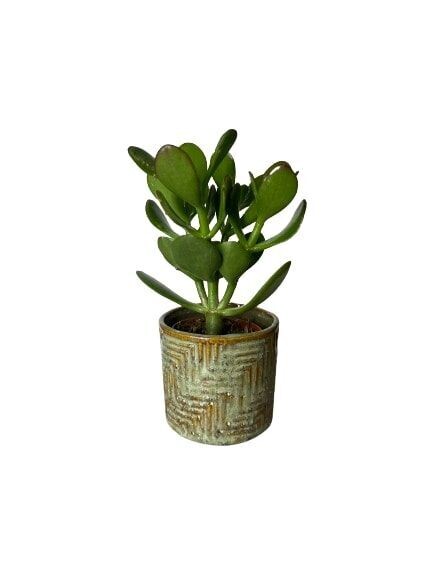 PLANTE N°8