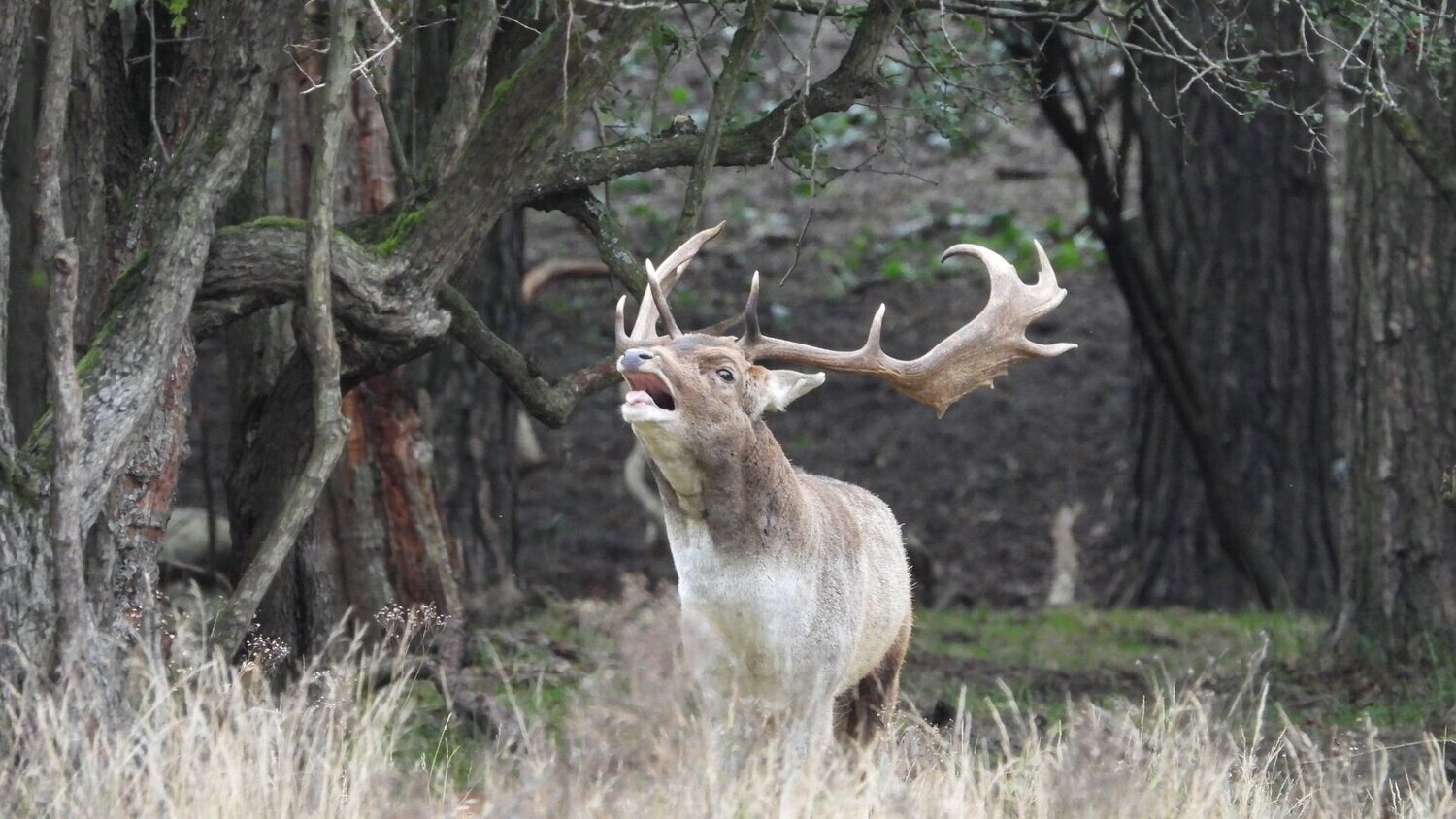 Damhertenbronst in de duinen zondag 19 oktober 2025