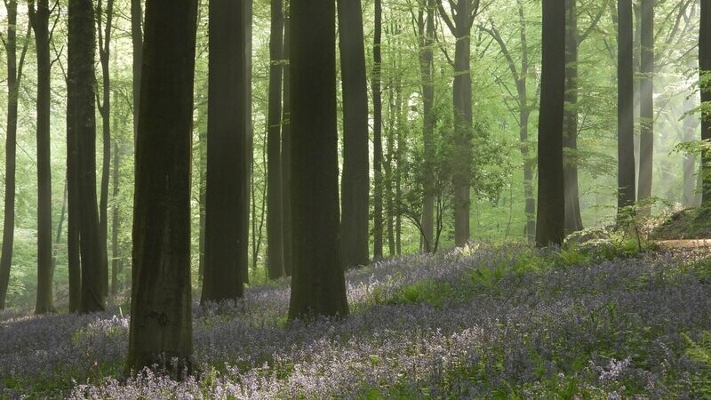 Sprookjesbos Arrangement Vlaamse Ardennen 25-27 april 2025