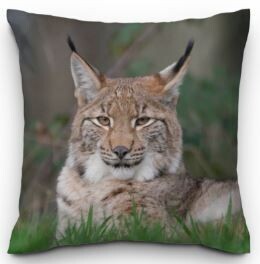 Sierkussen - Lynx - 40 cm.