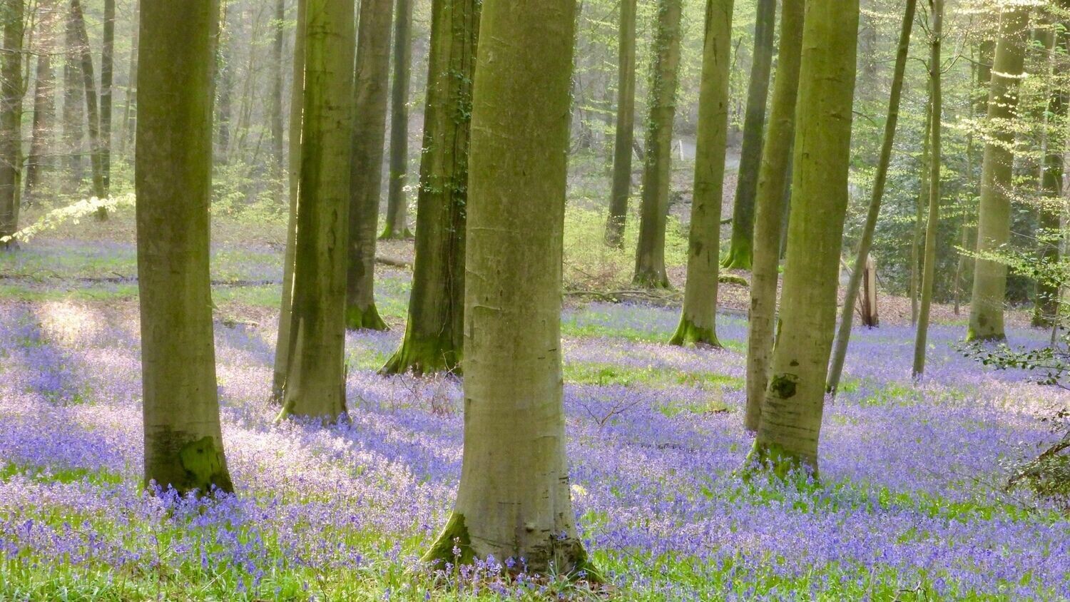 Sprookjesbos Arrangement Vlaamse Ardennen 17-19 april 2026