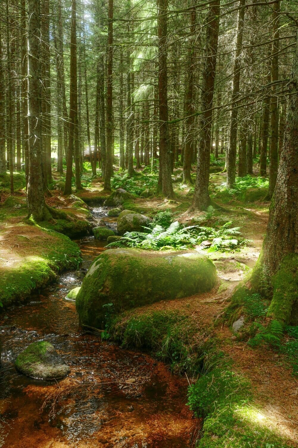 Forest Stream
