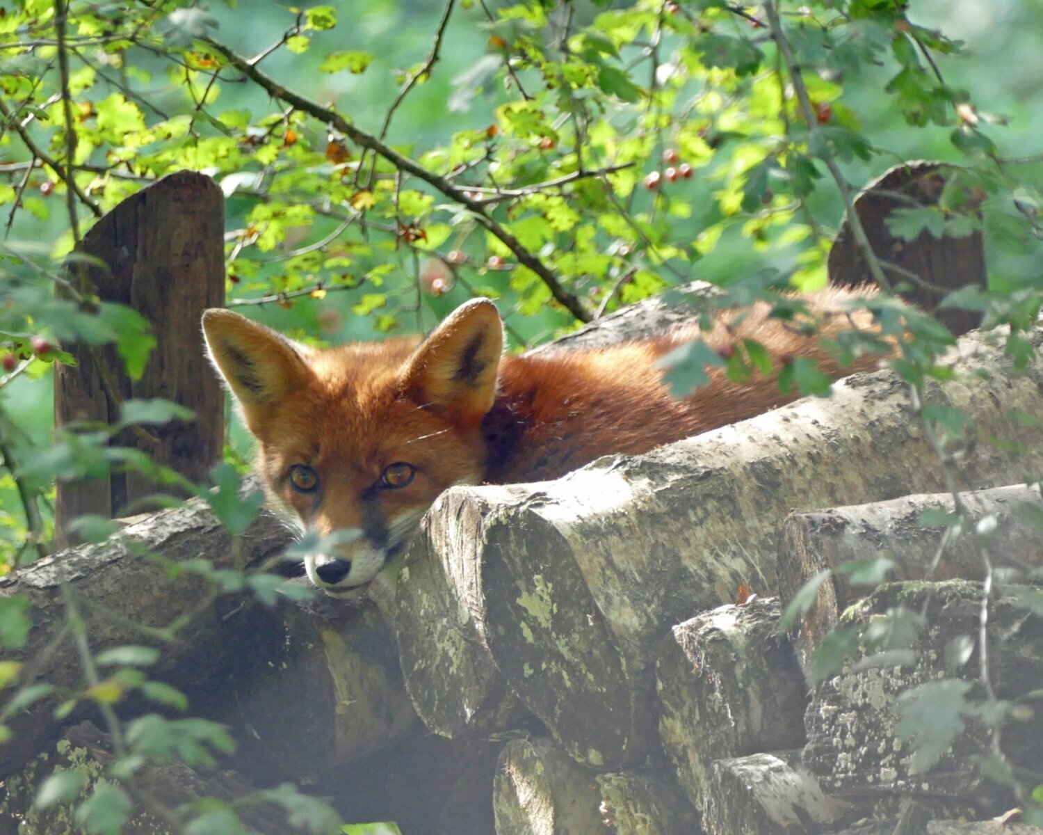 Relaxing Fox