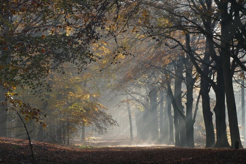 Autumn Morning