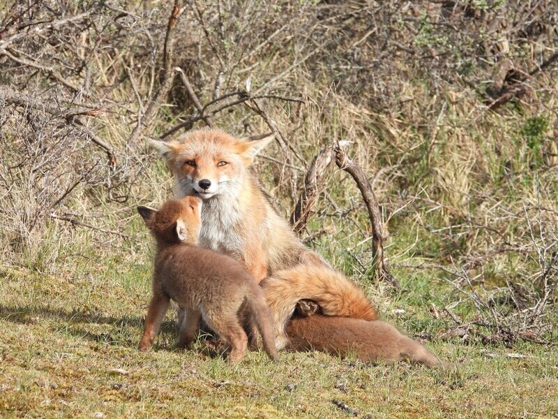 Mother and Sons