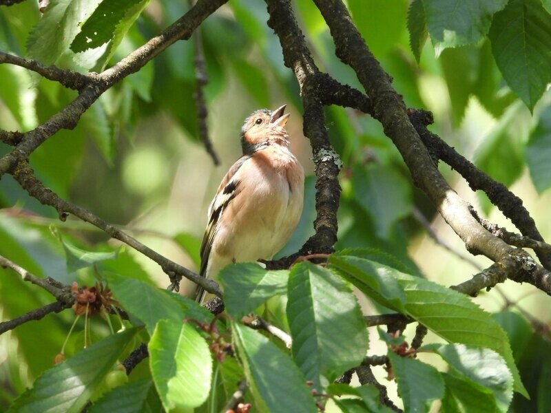 Vink