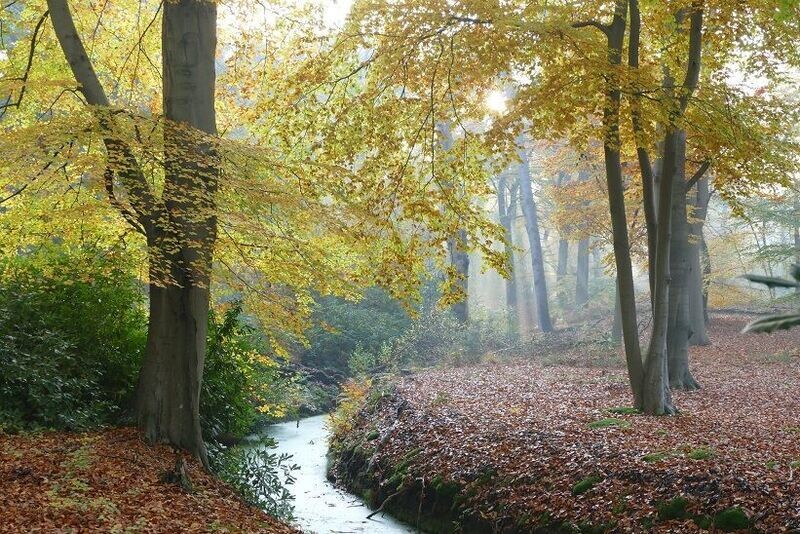 Autumn Beauty