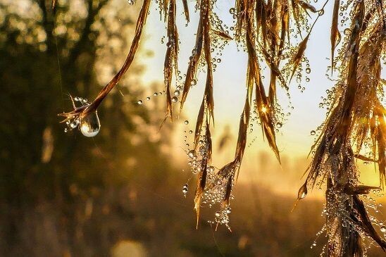 Golden drops
