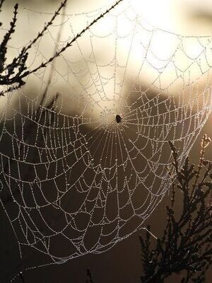 Spinnenweb in ochtendlicht