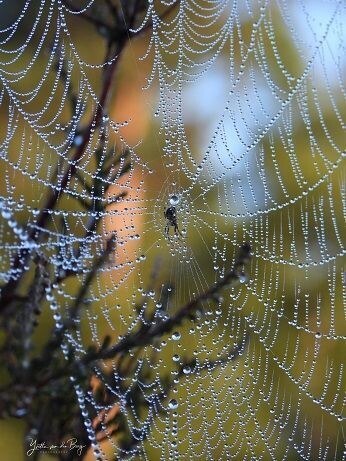 Dauwparels op spinnenweb