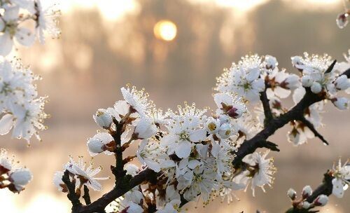 Blossom with dew