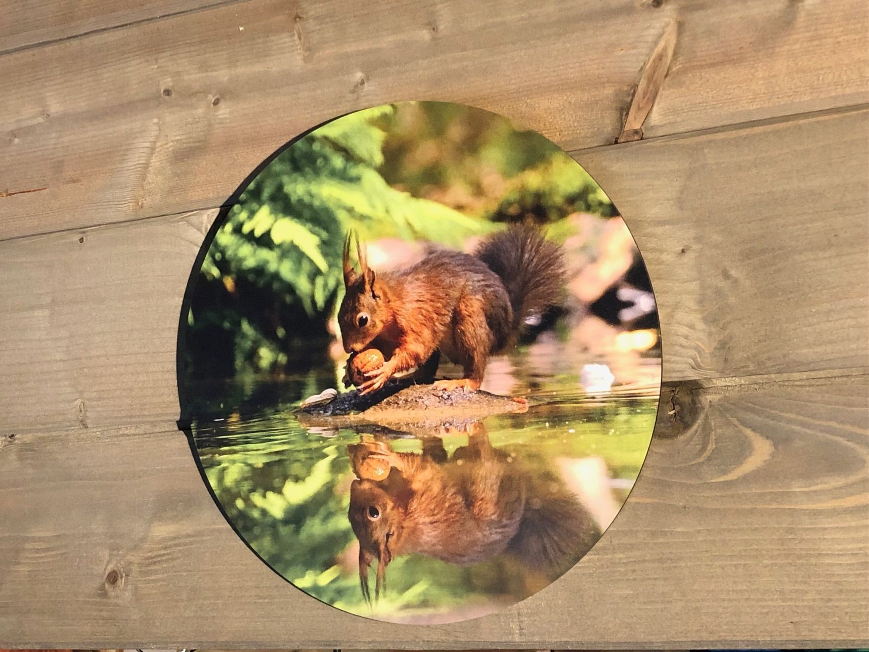 Wandcirkel Eekhoorn Reflectie