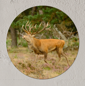 Wandcirkel Edelhert Wandcirkel Edelhert