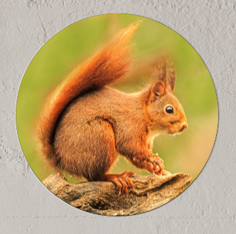 Wandcirkel Rode Eekhoorn Wandcirkel Rode Eekhoorn