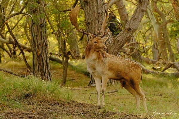 Damhertenbronst in de duinen - 12 oktober 2025