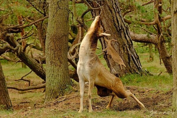 Damhertenbronst in de duinen - 17 oktober 2026