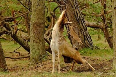Damhertenbronst in de duinen - 17 oktober 2026