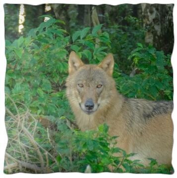 Sierkussen Oog in oog met de wolf