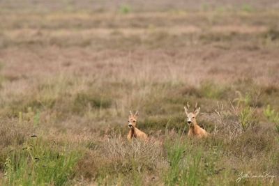 Reeënbronst bij Hilversum - 26 juli 2026