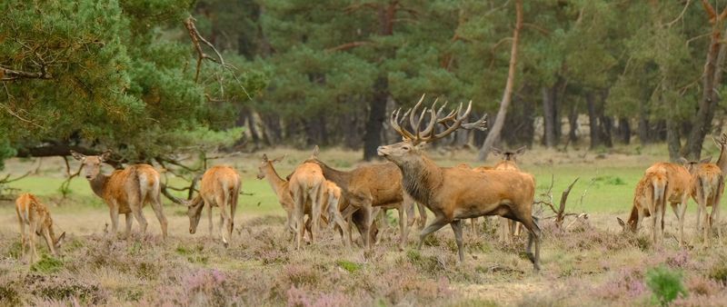 Edelhertenbronst in de Ardennen voor 2 personen van 26-29 september 2025