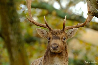 Damhertenbronst in de duinen - 18 oktober 2025