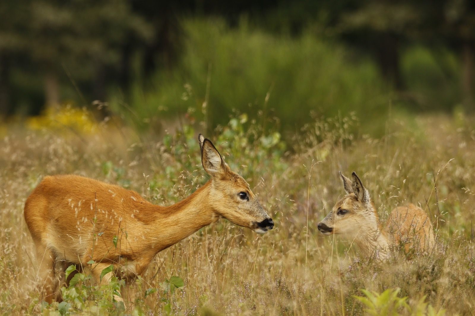 Reeënbronst bij Hilversum - 26 juli 2026