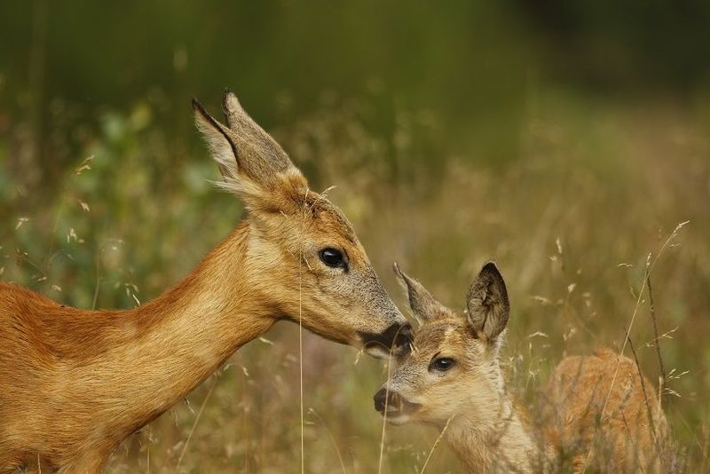 Reeënbronst bij Hilversum - 19 juli 2026 Reeënbronst bij Hilversum - 19 juli 2026